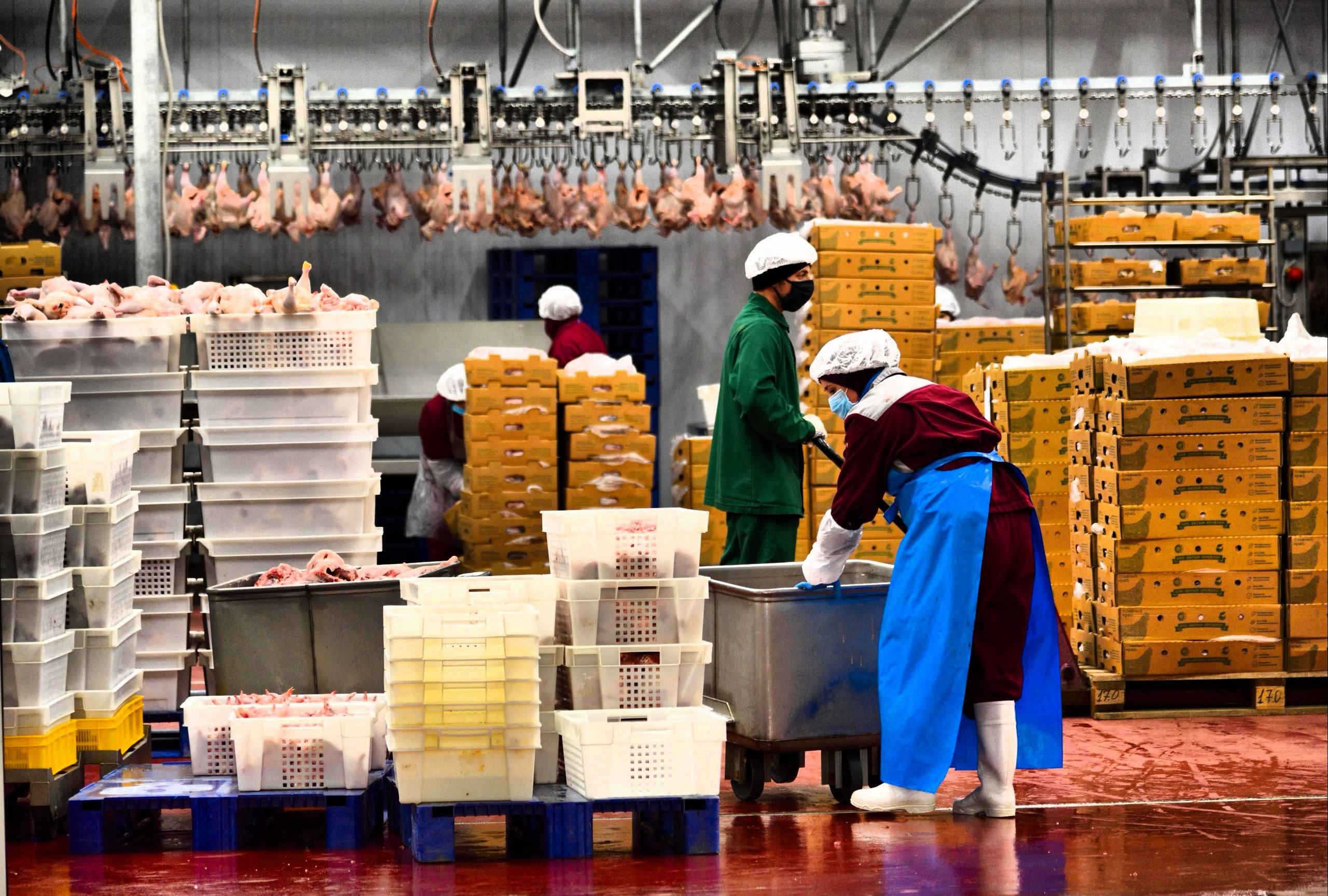 Более 20 инвестпроектов по переработке сельхозпродукции получили поддержку в 2024–2025 годах в Дагестане